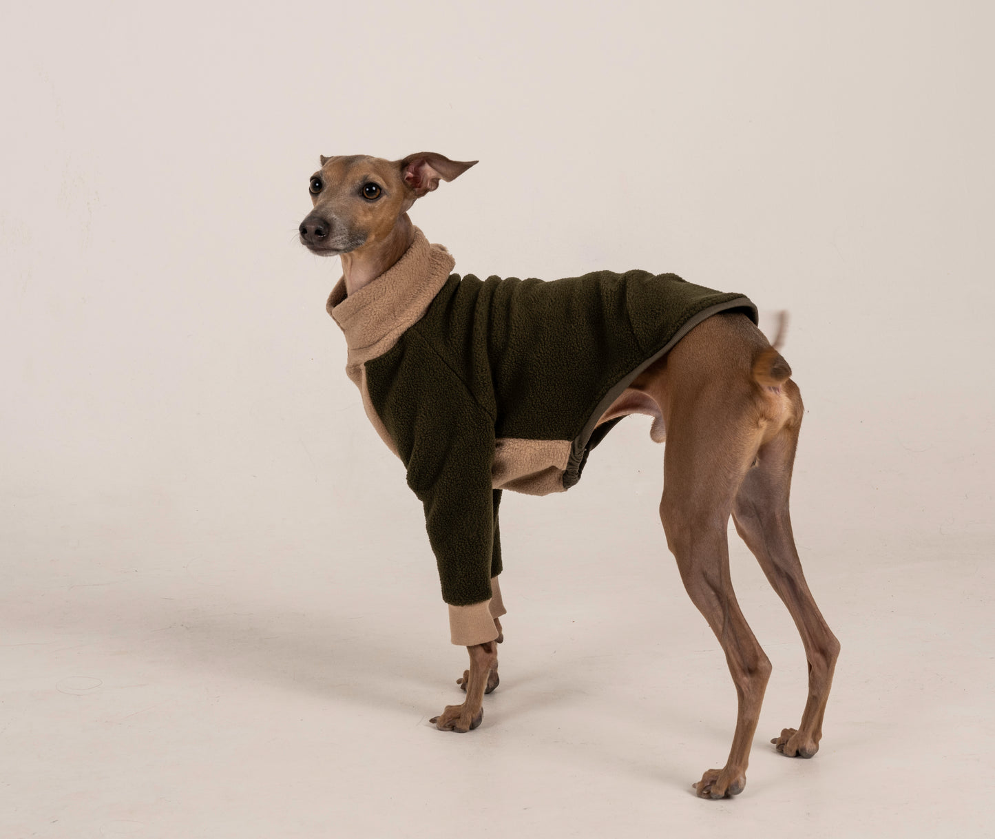 Sweater green khaki italian greyhound whippet