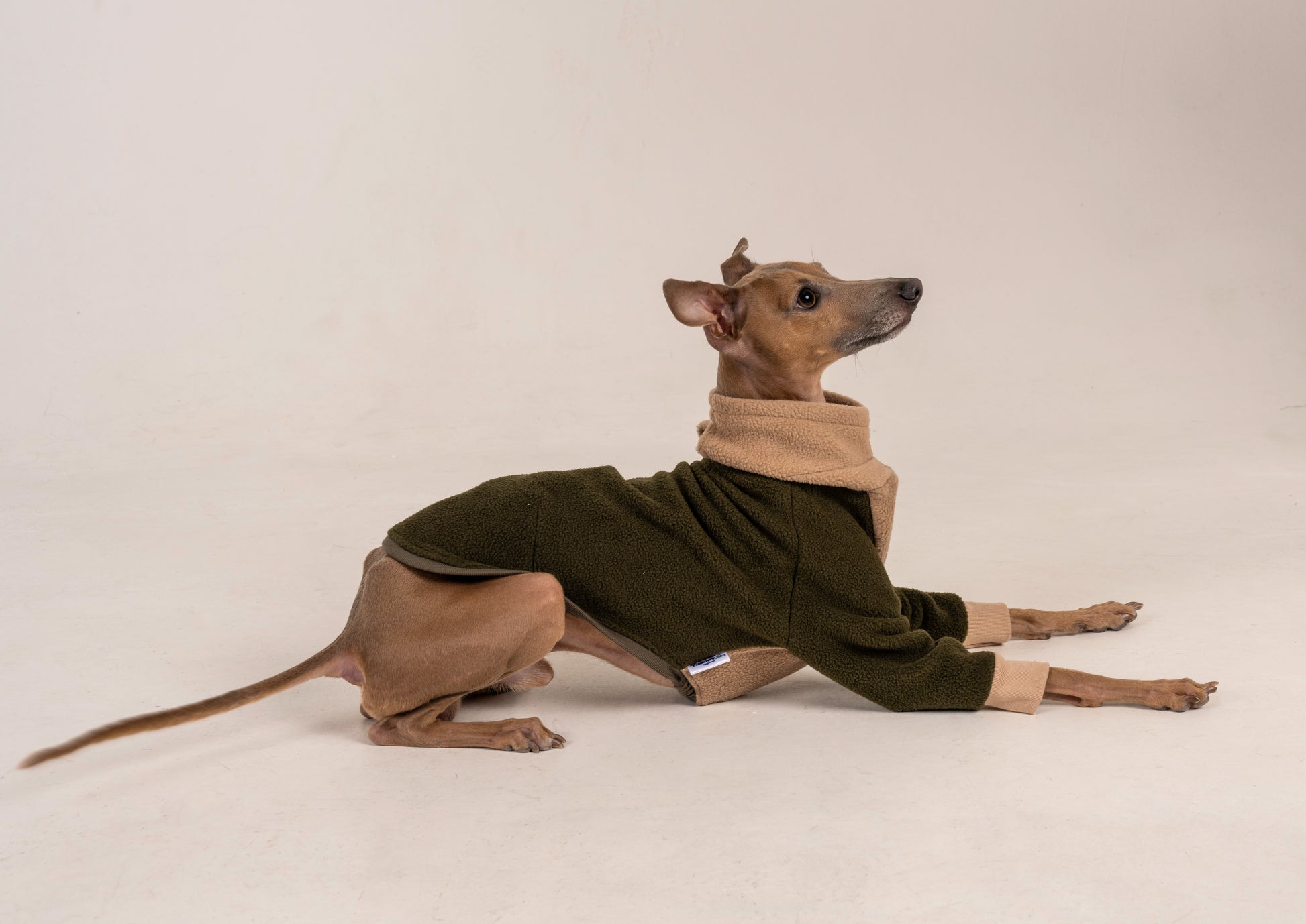 Sweater green khaki italian greyhound whippet (10)