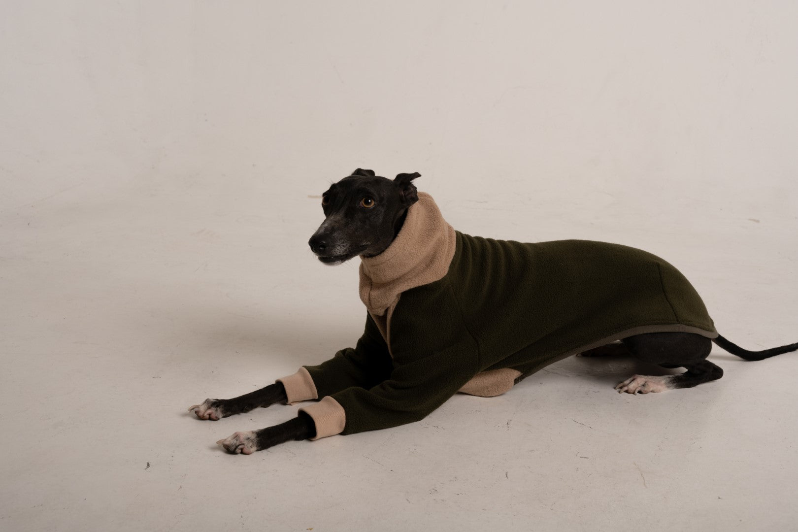 Sweater green khaki italian greyhound whippet (10)