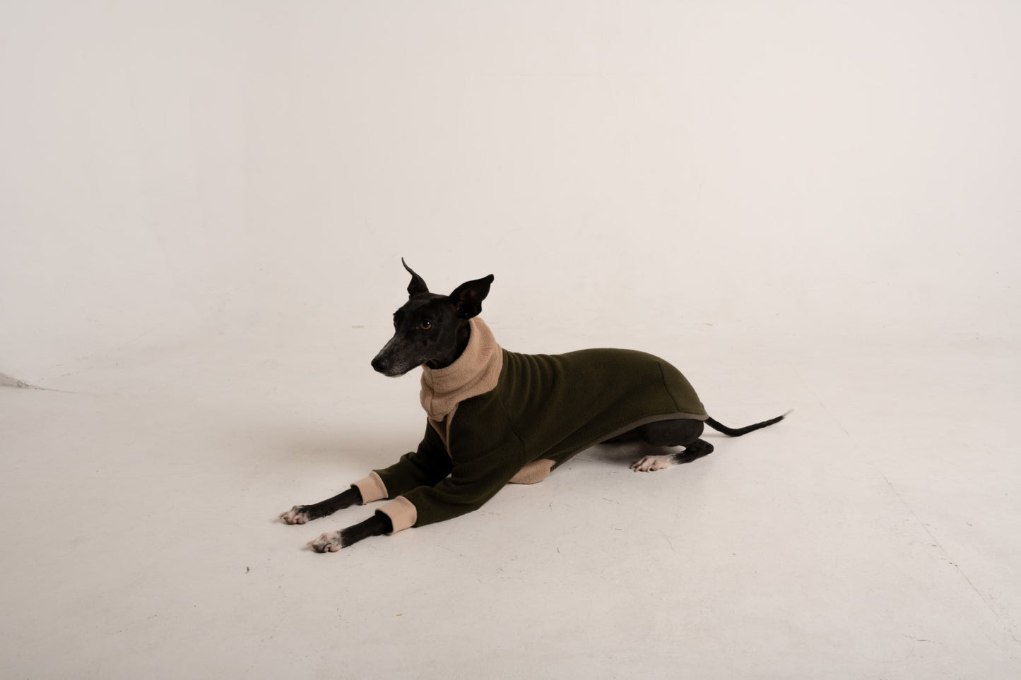 Sweater green khaki italian greyhound whippet (10)