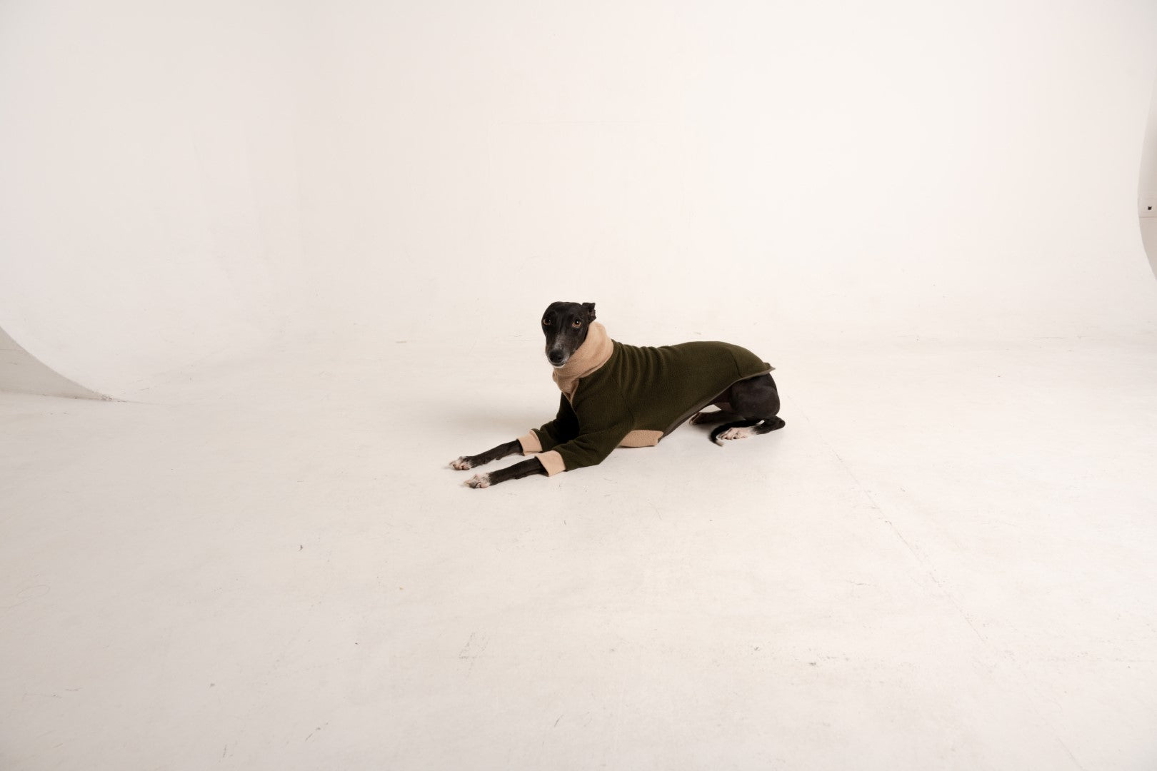 Sweater green khaki italian greyhound whippet (10)