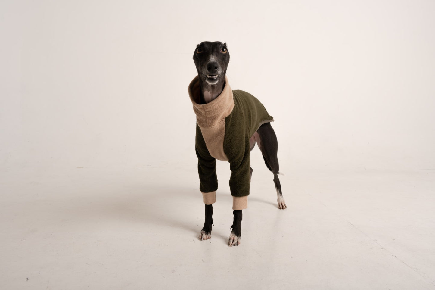 Sweater green khaki italian greyhound whippet