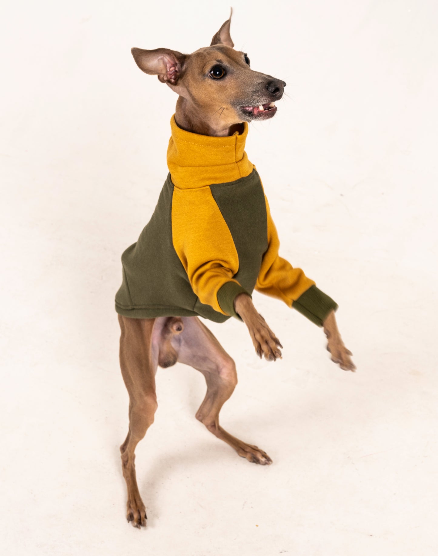 Sweater red italian greyhound whippet