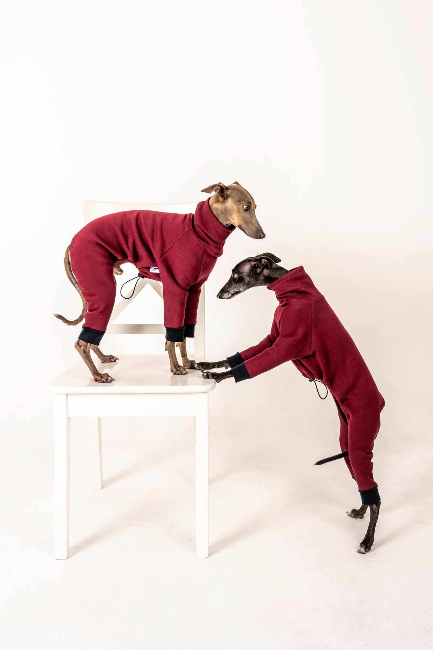 jumpsuit red wine italian greyhound whippet