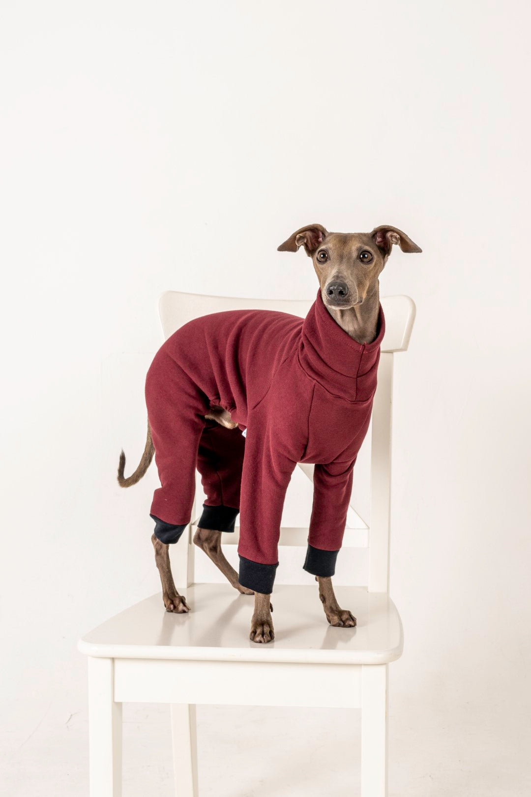 jumpsuit red wine italian greyhound whippet