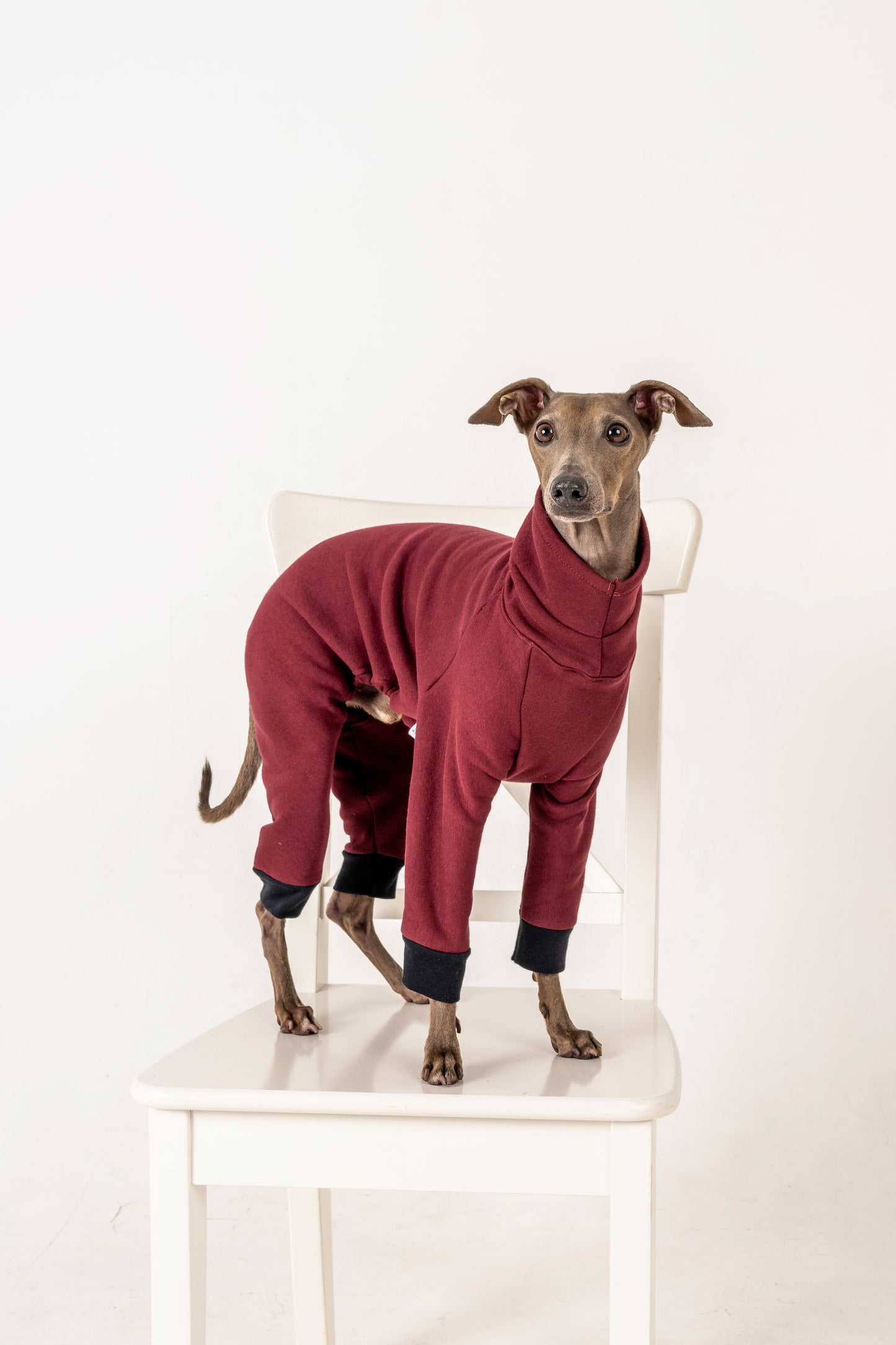 jumpsuit red wine italiangreyhound whippet