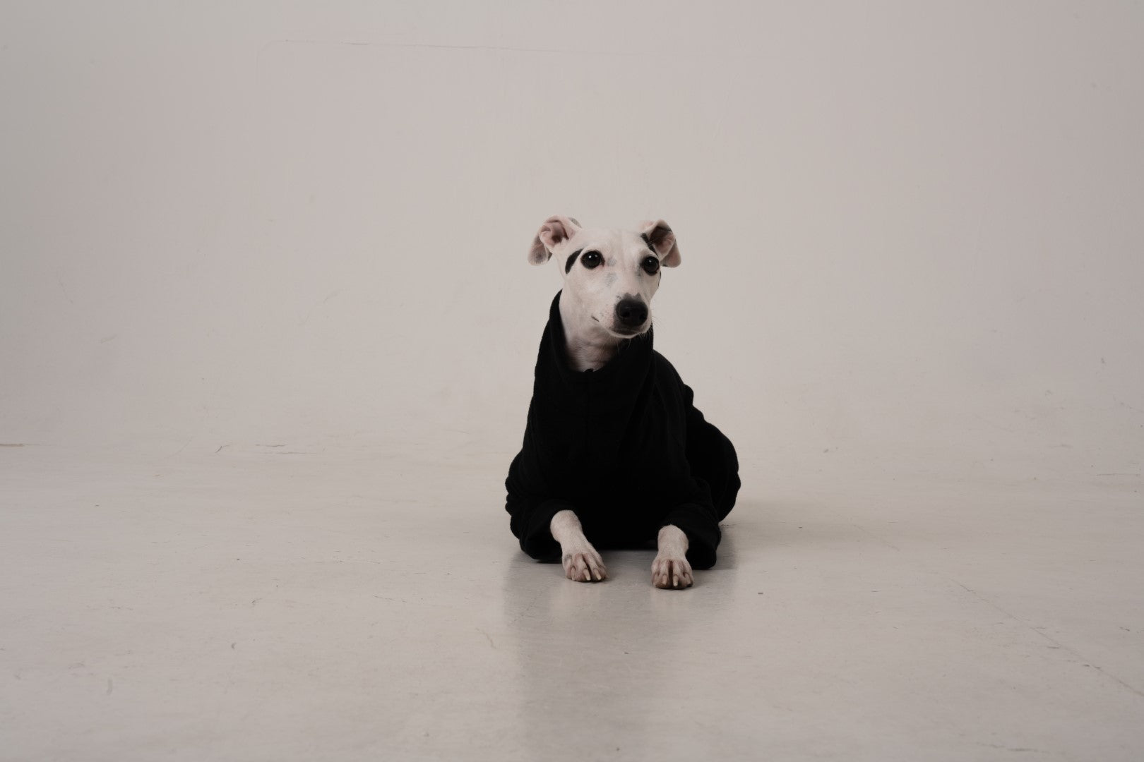 jumpsuit black italian greyhound whippet