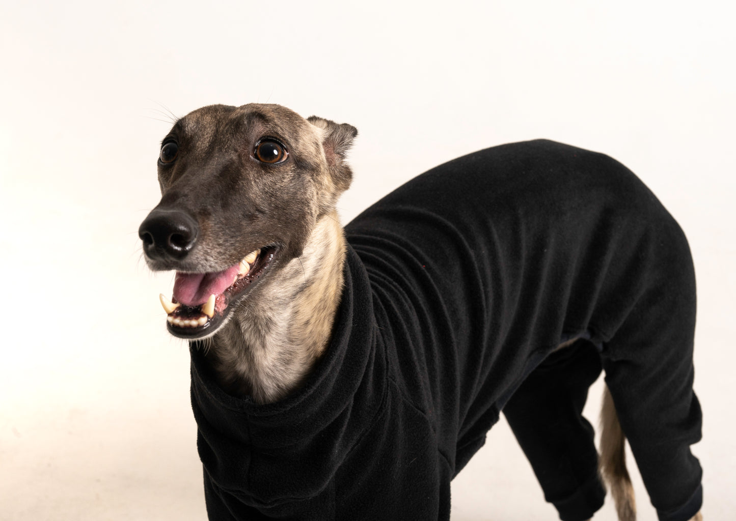 jumpsuit black italian greyhound whippet