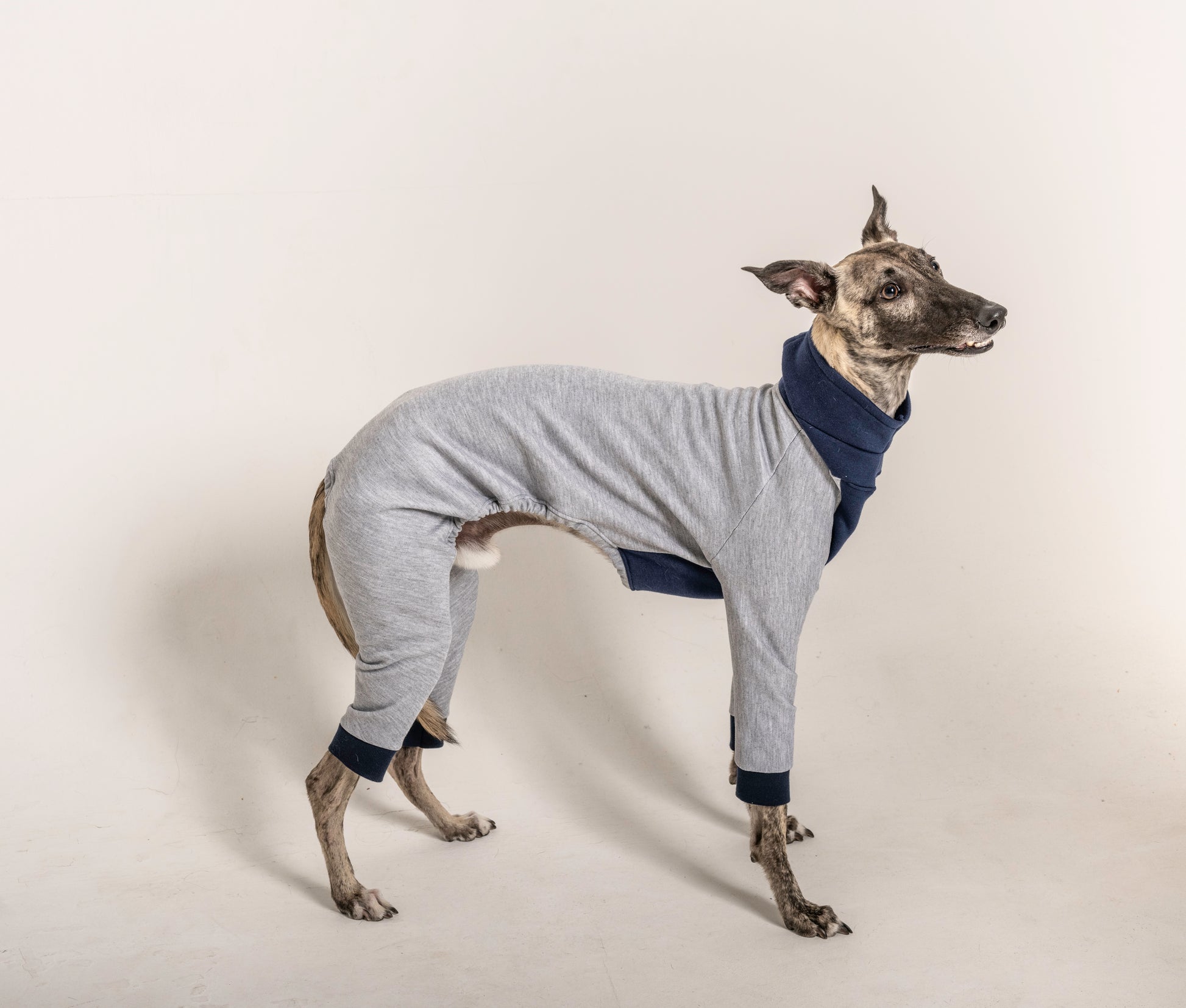 jumpsuit grey blue italian greyhound whippet