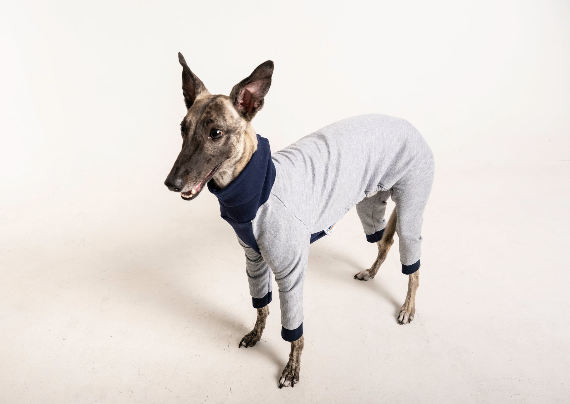 jumpsuit grey blue italian greyhound whippet