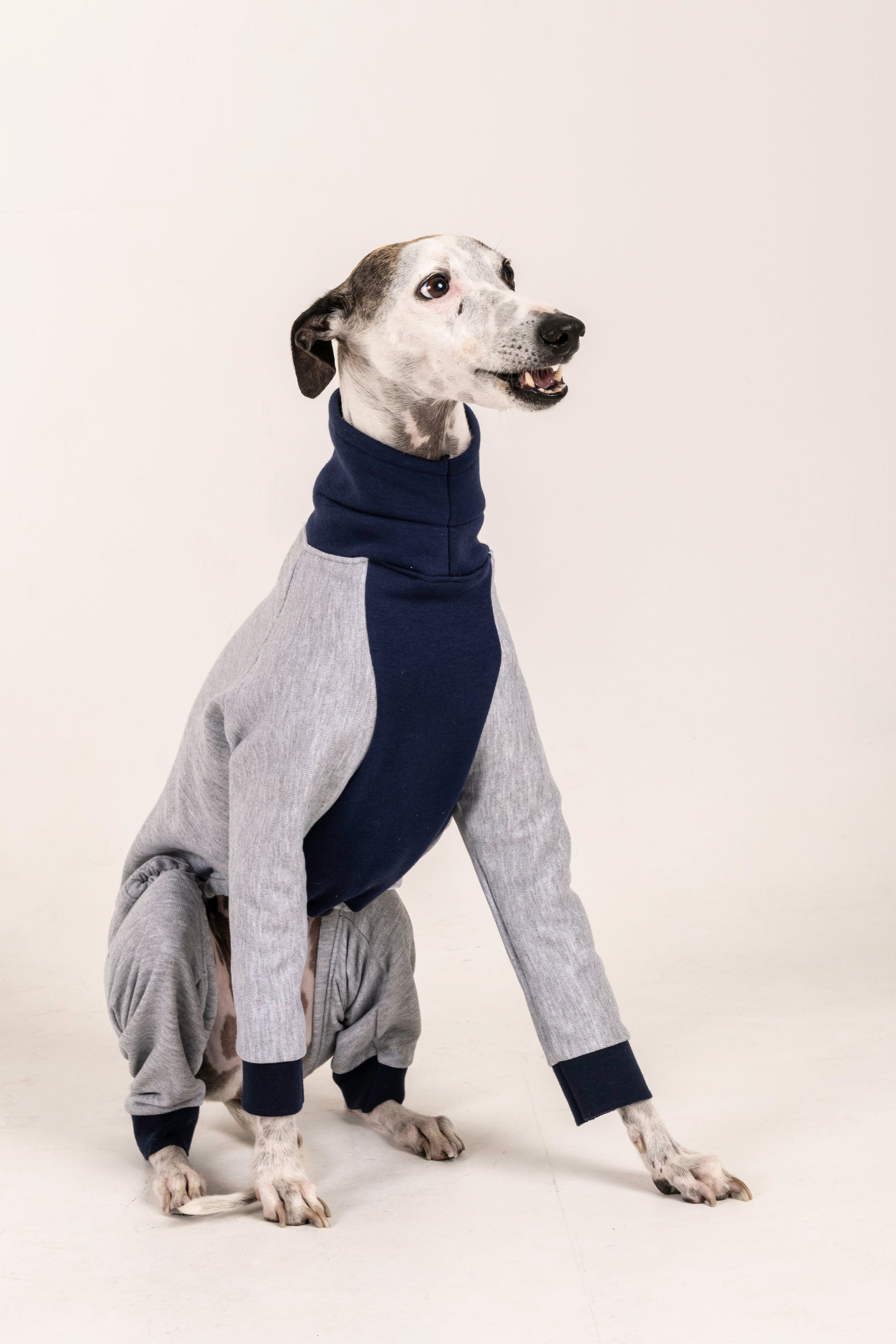 jumpsuit grey blue italian greyhound whippet