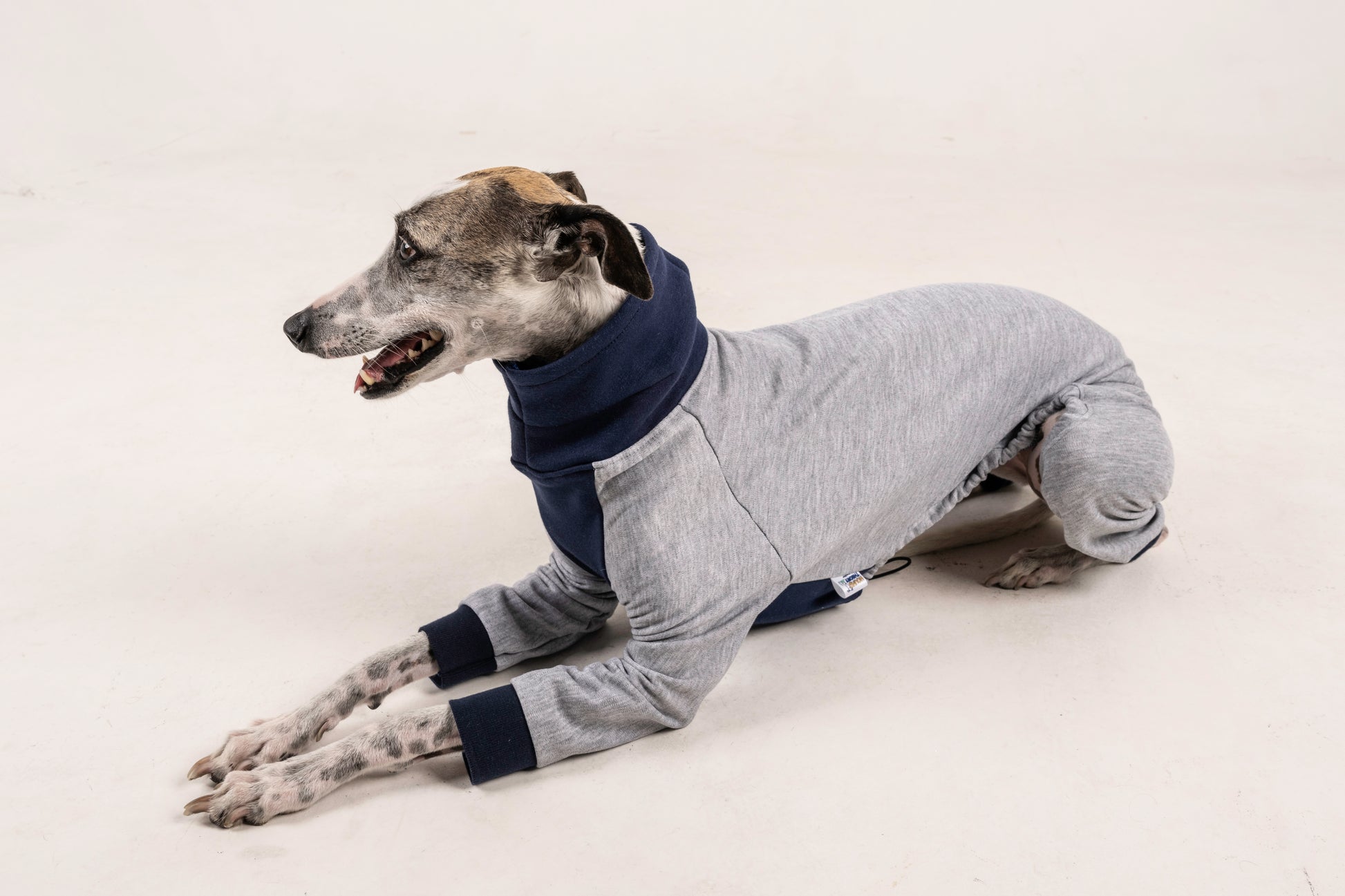 jumpsuit grey blue italian greyhound whippet