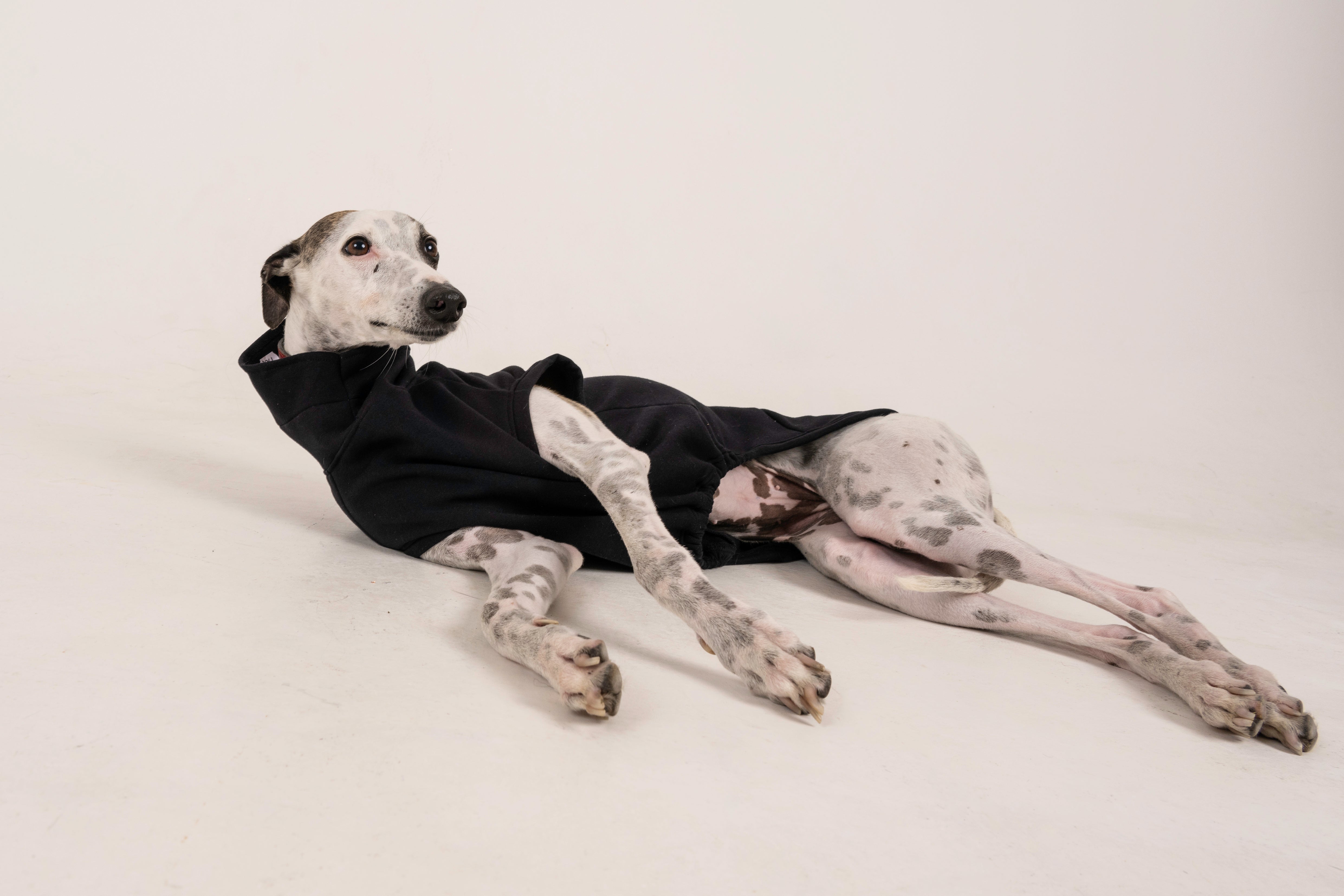 All black sales italian greyhound