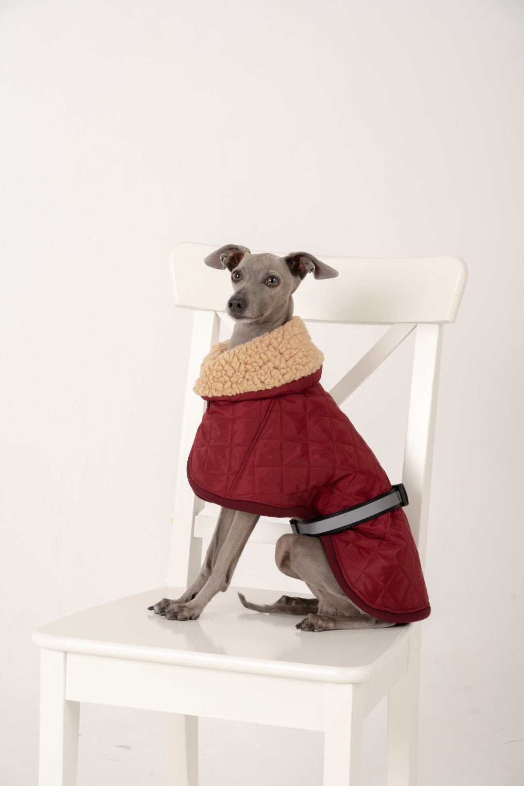 kutyaruha kabat coat italian greyhound whippet kis olasz agar