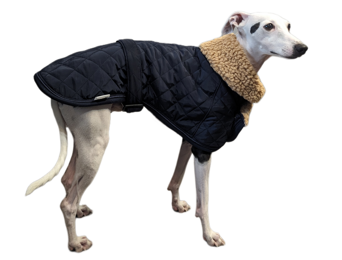 vest kutyaruha melleny italian greyhound whippet kis olasz agar (3) (Large)