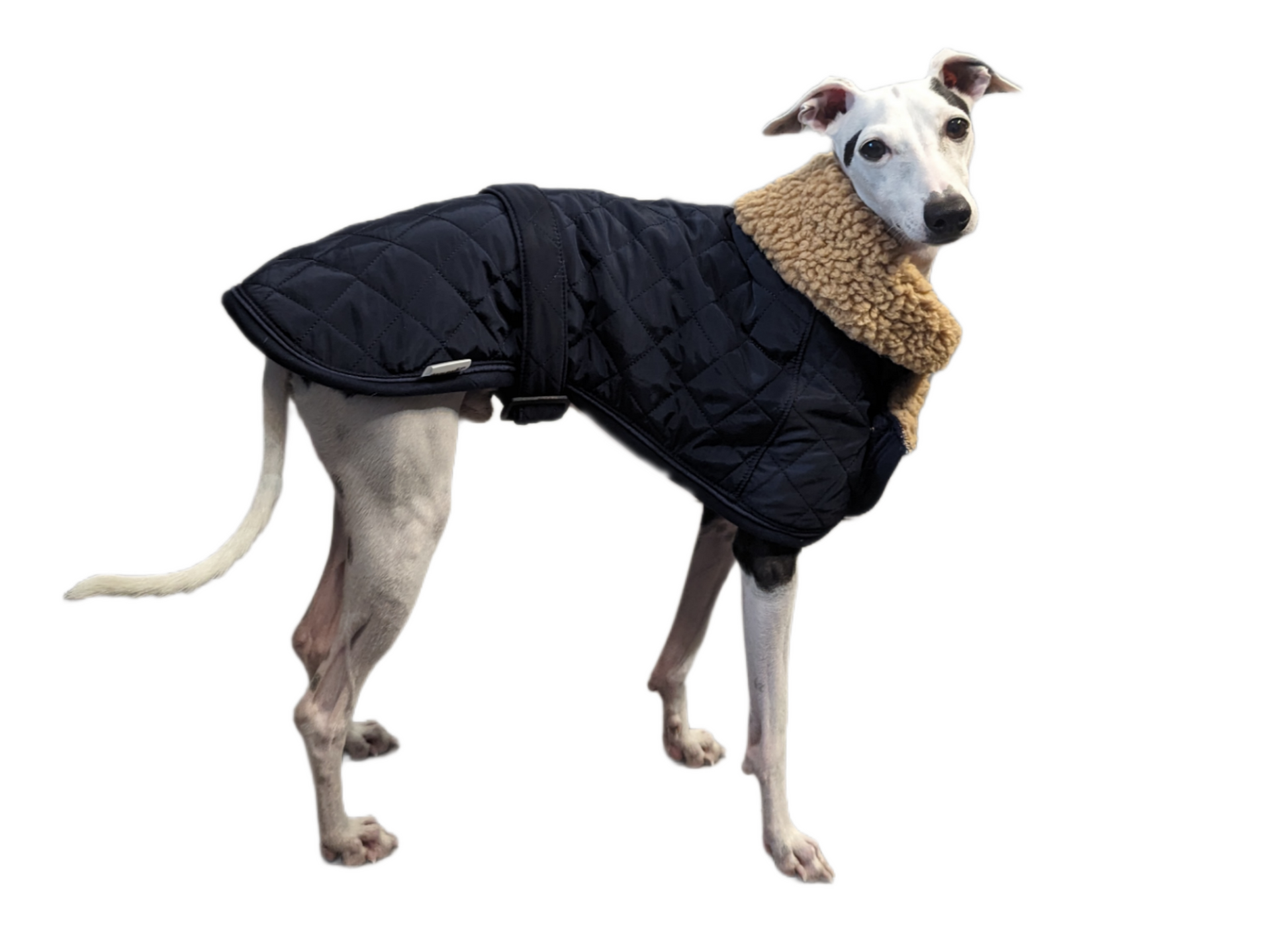 vest kutyaruha melleny italian greyhound whippet kis olasz agar (3) (Large)