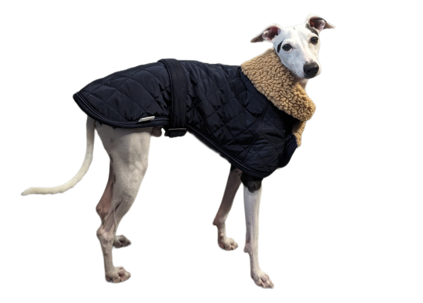 vest kutyaruha melleny italian greyhound whippet kis olasz agar (3) (Large)