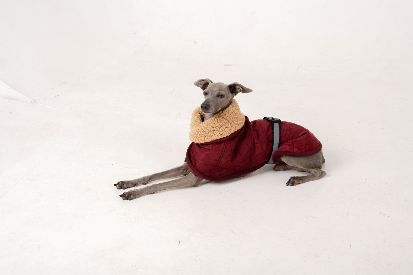 kutyaruha kabat coat italian greyhound whippet kis olasz agar