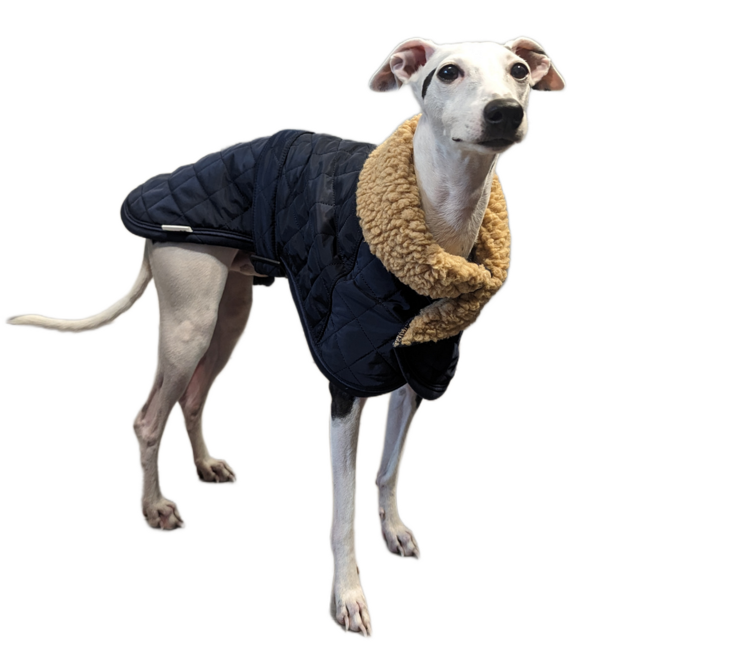 vest kutyaruha melleny italian greyhound whippet kis olasz agar (3) (Large)