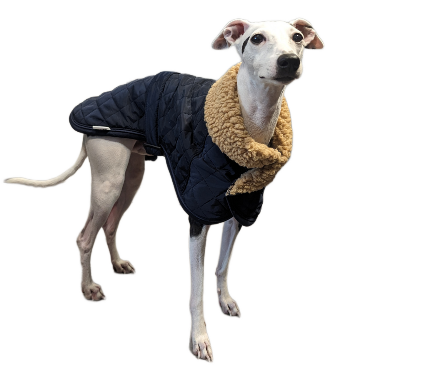 vest kutyaruha melleny italian greyhound whippet kis olasz agar (3) (Large)