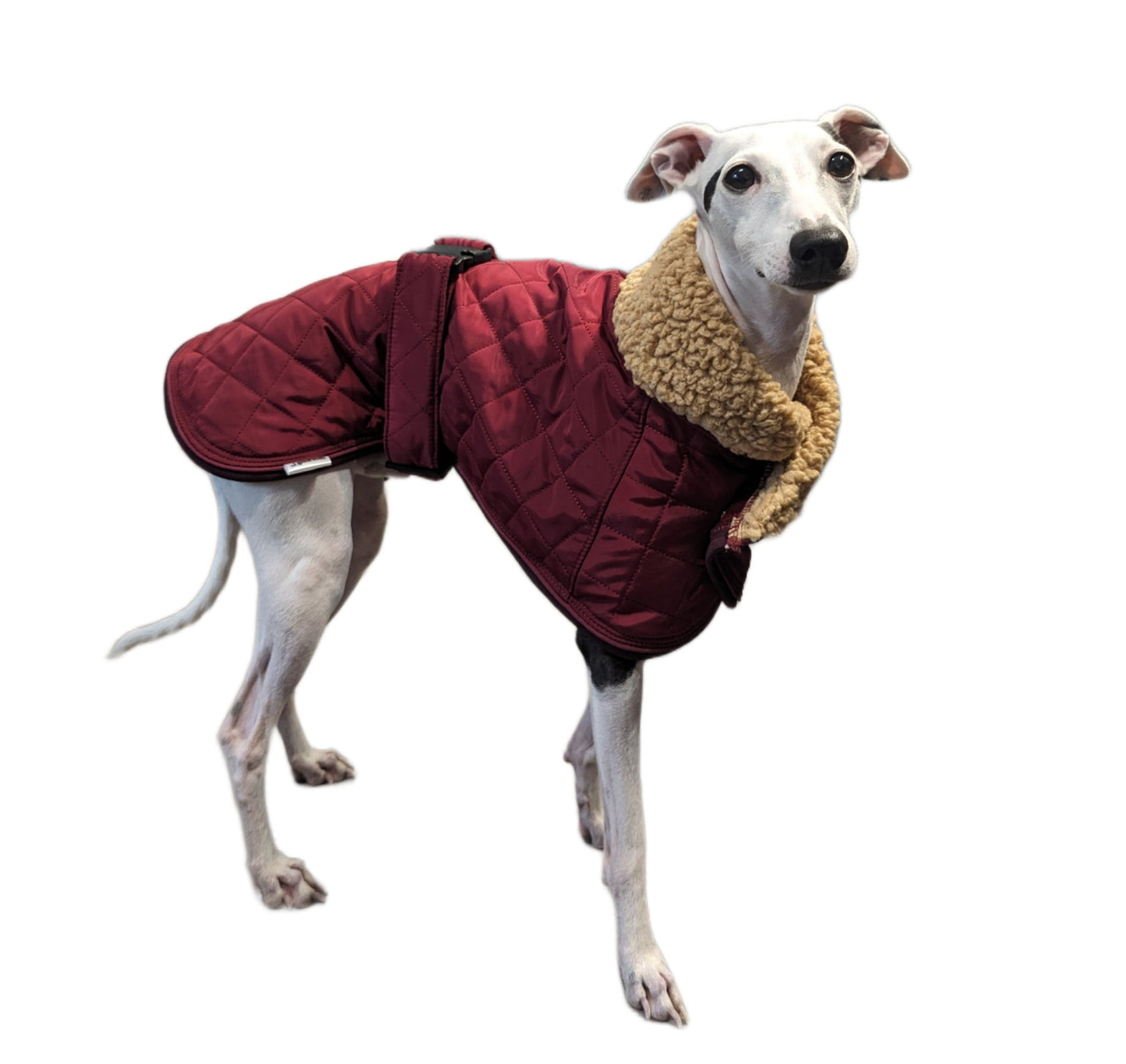 kutyaruha kabat coat italian greyhound whippet kis olasz agar